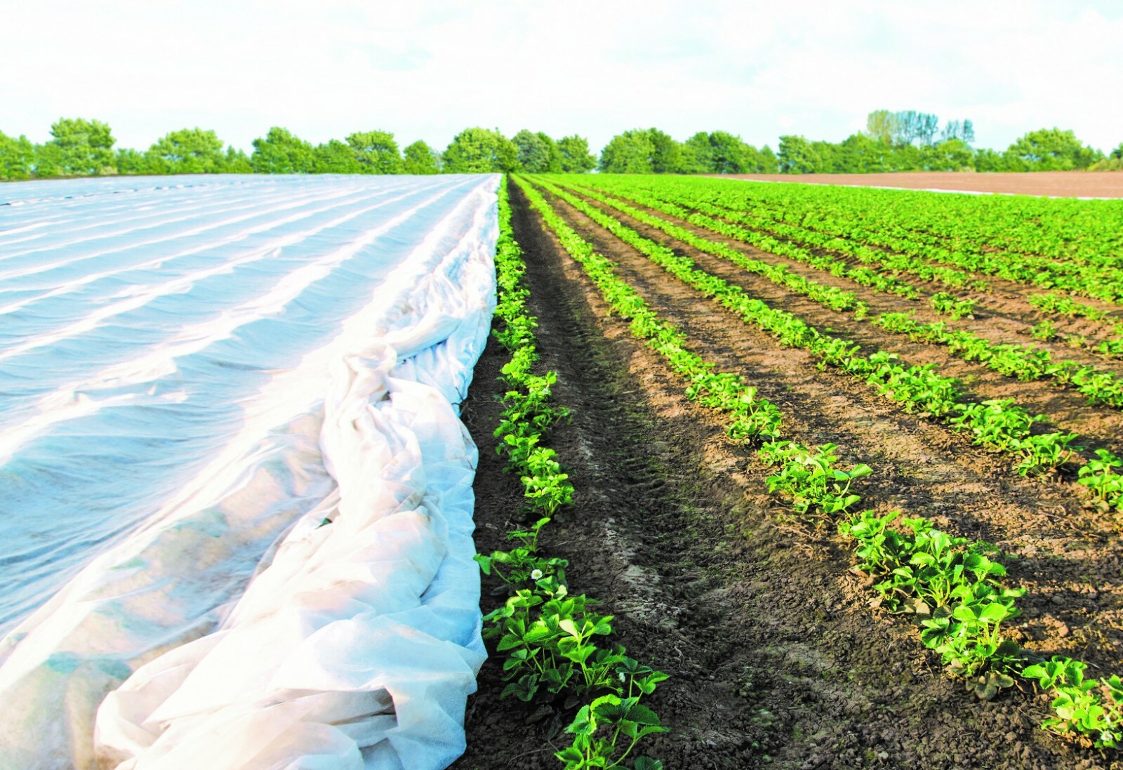 DeWitt Plant Protection (multiple sizes and weights) gallery