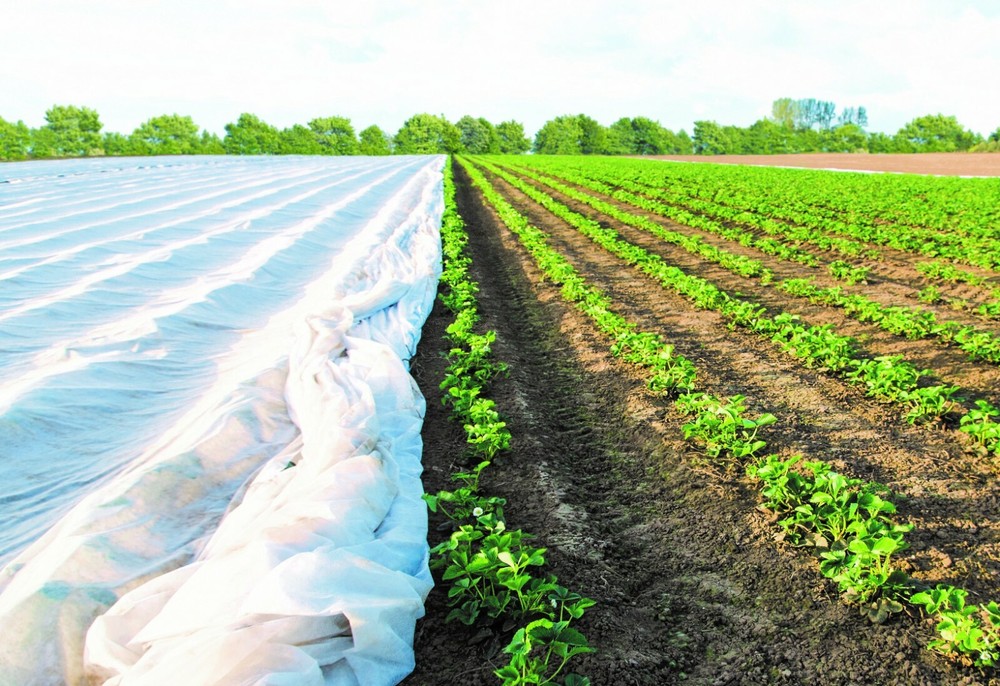 DeWitt Plant Protection (multiple sizes and weights)