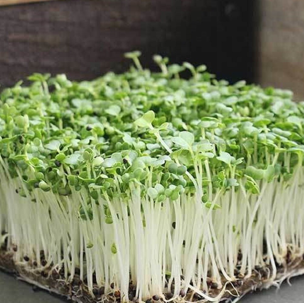 Bok Choy Cabbage MICROGREEN Seeds | Non-GMO | Heirloom | Seeds for Sprouting gallery