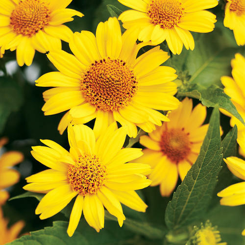55 SEEDS - heliopsis FALSE SUNFLOWER - PERENNIAL - GroCo USA - BUY 15-SHIPS FREE gallery