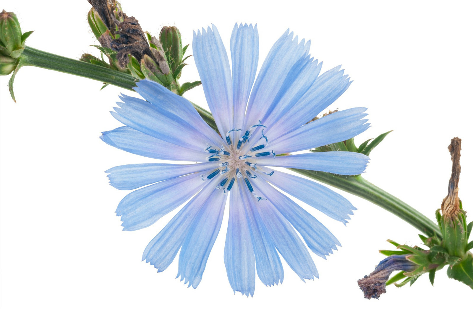 1000+ Chicory Seeds | Blue Dandelion | Perennial Medicinal Herb & Coffee Subst. gallery