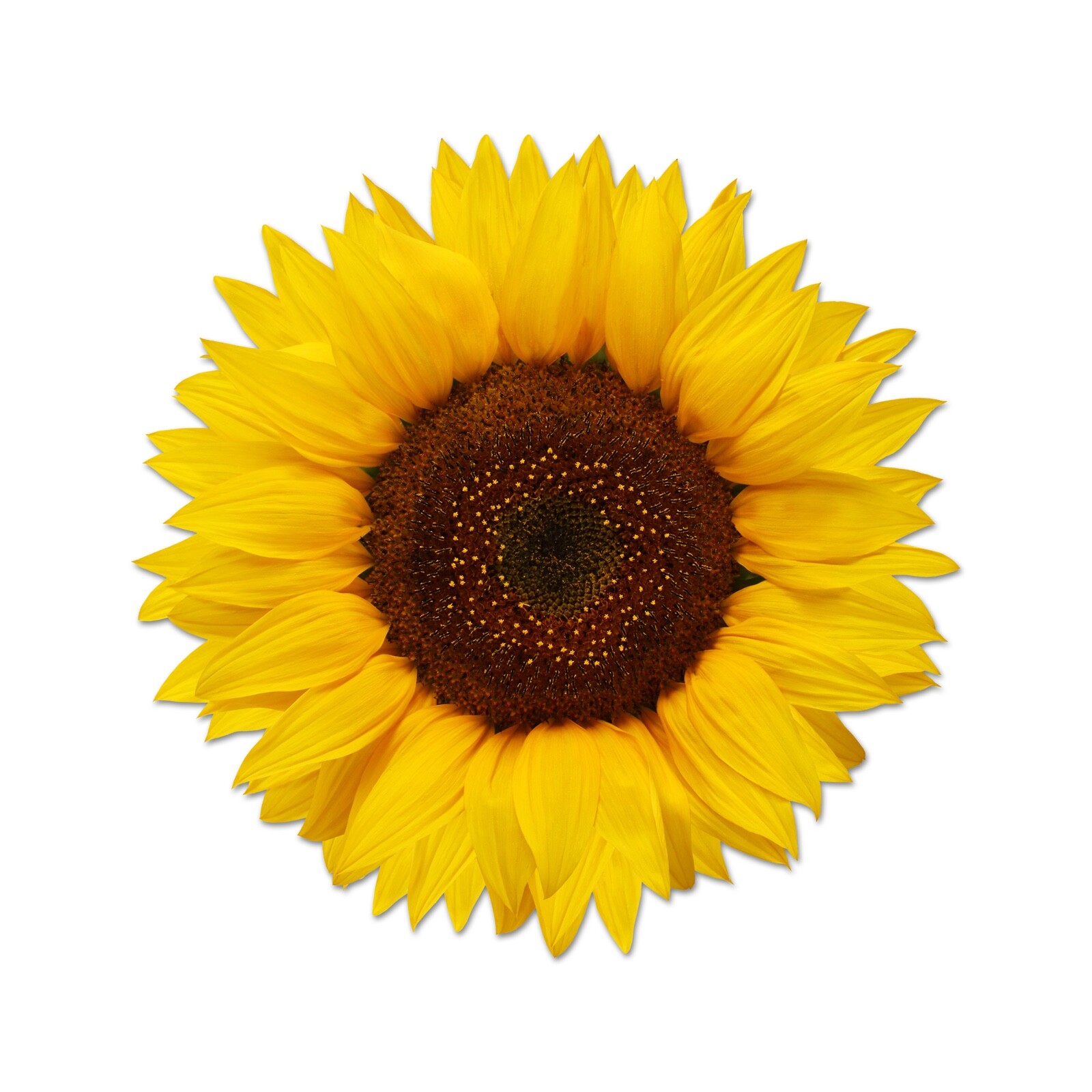Beautiful Full Color Sunflower Sticker Yellow Vinyl Decal Real Laptop Phone Wall gallery