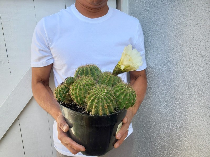 Torch Cactus gallery