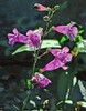 Penstemon azureus | Azure Penstemon | 10 Seeds gallery