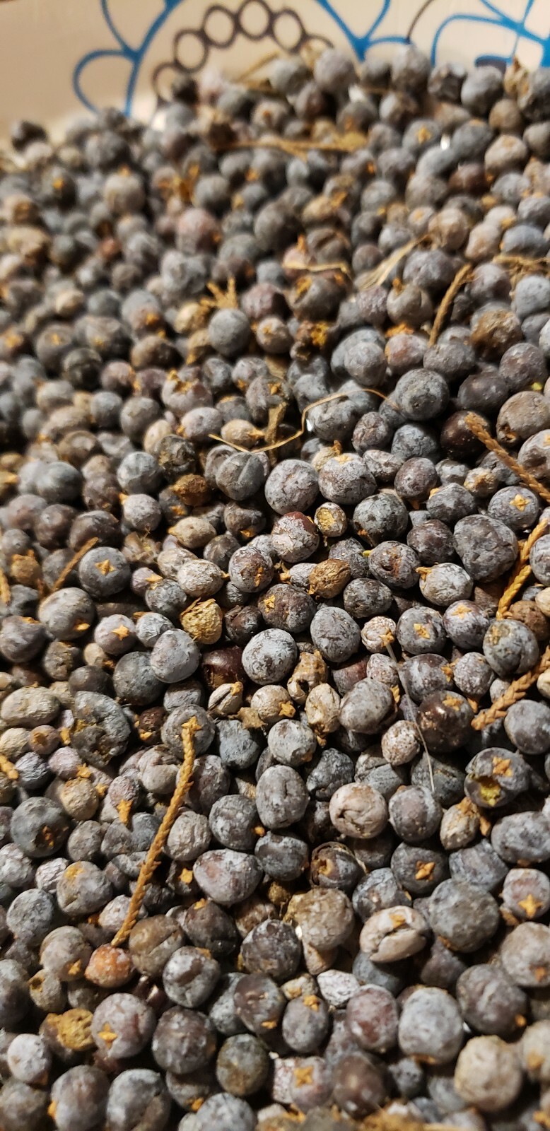 Illinois eastern Red Cedar Tree Seed plant sacred tree of eternal life juniper gallery