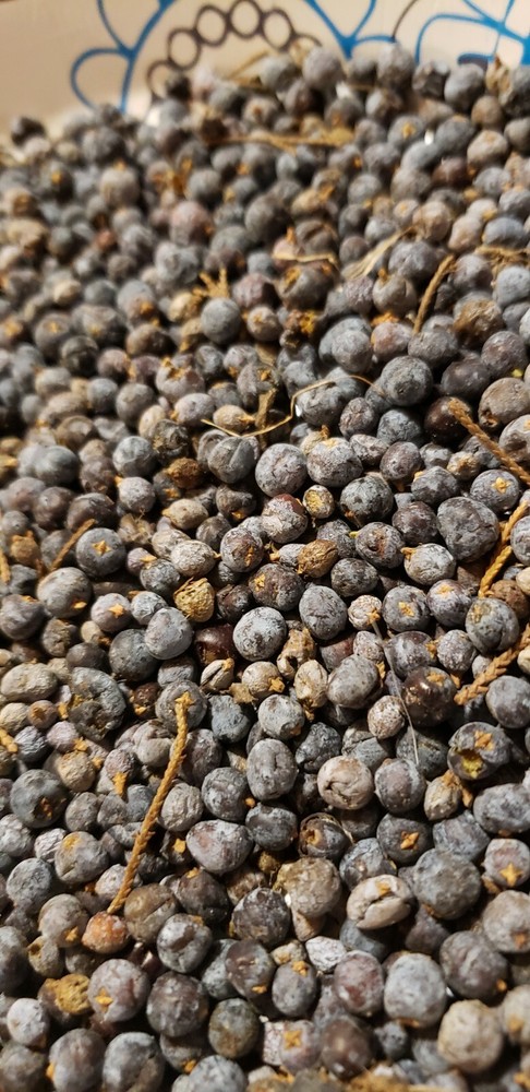 Illinois eastern Red Cedar Tree Seed plant sacred tree of eternal life juniper