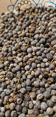 Illinois eastern Red Cedar Tree Seed plant sacred tree of eternal life juniper
