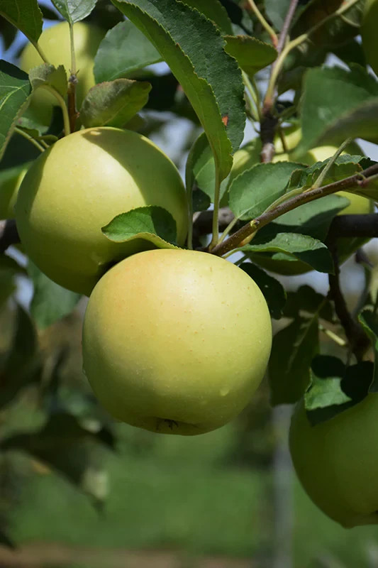YELLOW DELICIOUS APPLE Fruit Tree Bare-root gallery