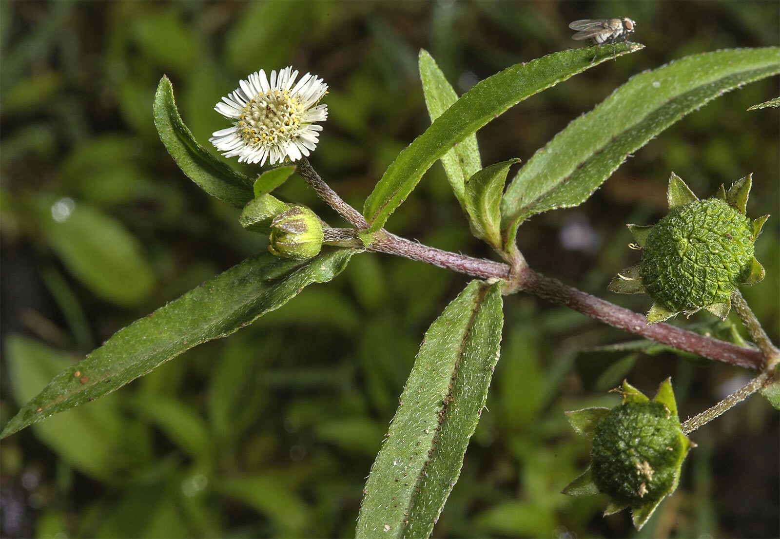 Eclipta prostrata | False Daisy | Yerba de Tago | Bhringraj | 50_Seeds gallery