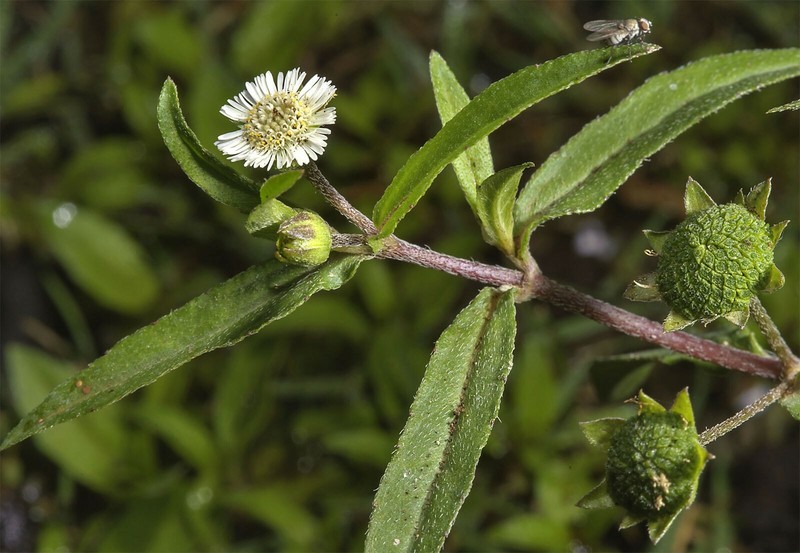 Eclipta prostrata | False Daisy | Yerba de Tago | Bhringraj | 50_Seeds gallery