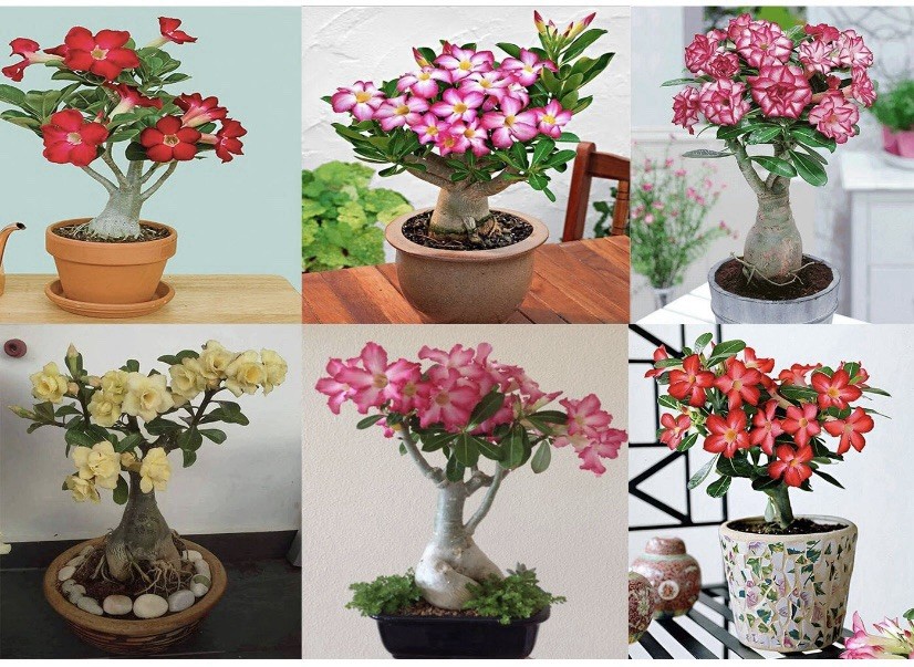 Mixed Color Desert Rose Seeds | 5 Seeds | Adenium Obesum | USA FREE SHIP gallery