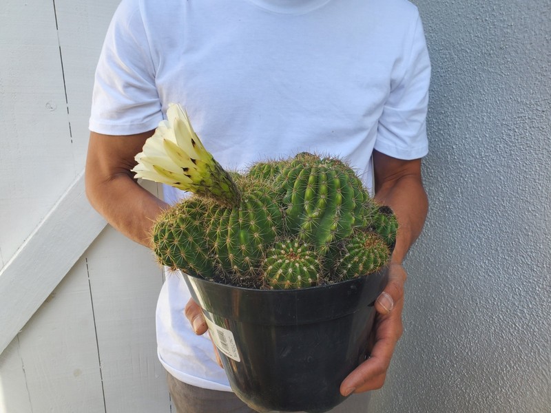 Torch Cactus gallery