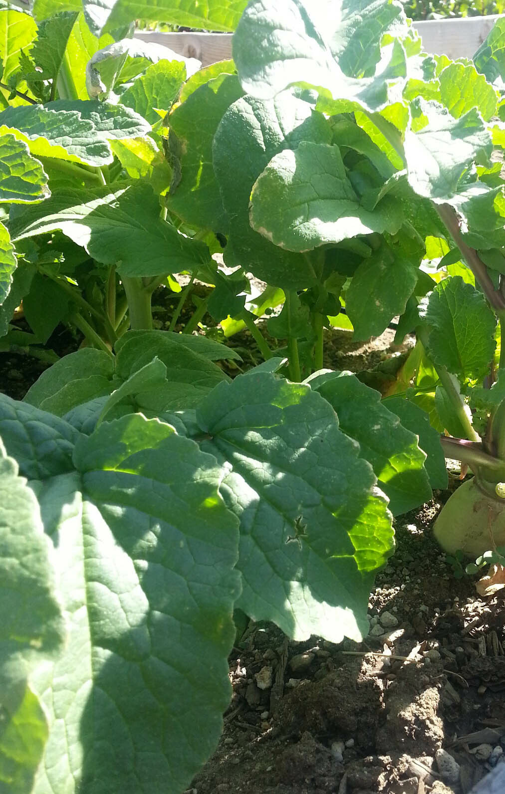 200+ Radish Seeds White Icicle Radish Non GMO Garden Vegetable Seeds USA gallery