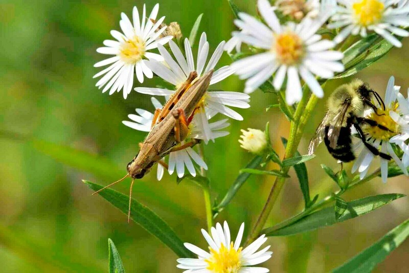 201+FALSE ASTER Seeds Perennial Native Wildflower Poor Soils Summer Fall Garden gallery