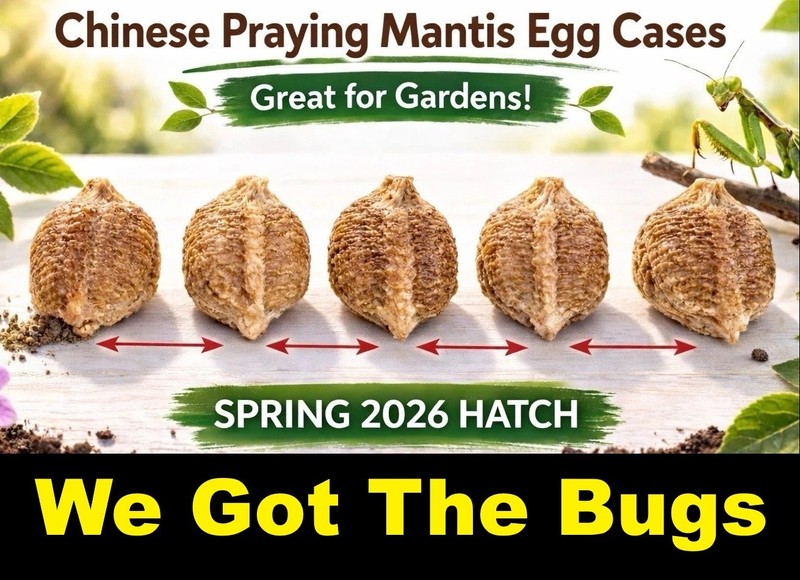 5 Chinese Mantis Egg Case FREE Hatching Habitat Bag Picked 2026 Season gallery