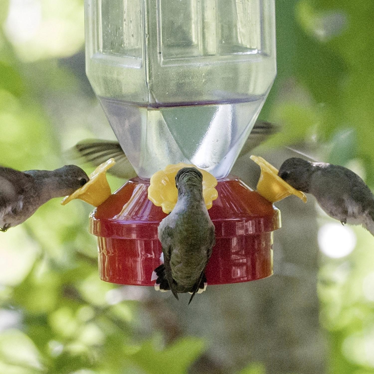 Perky-Pet Hummingbird 18 oz Plastic Lantern Nectar Feeder 4 ports gallery