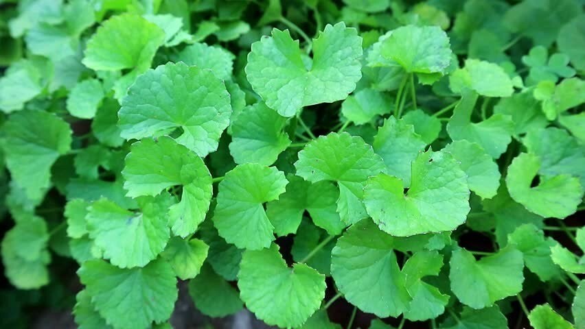 PENNYWORT , GOTU KOLA, CENTELLA ASIATICA SEEDS, HẠT RAU MÁ LÁ LỚN (+200 PCS) gallery
