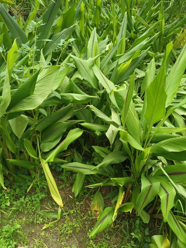1 Yellow Turmeric Ginger Starter Plug - Curcuma longa gallery