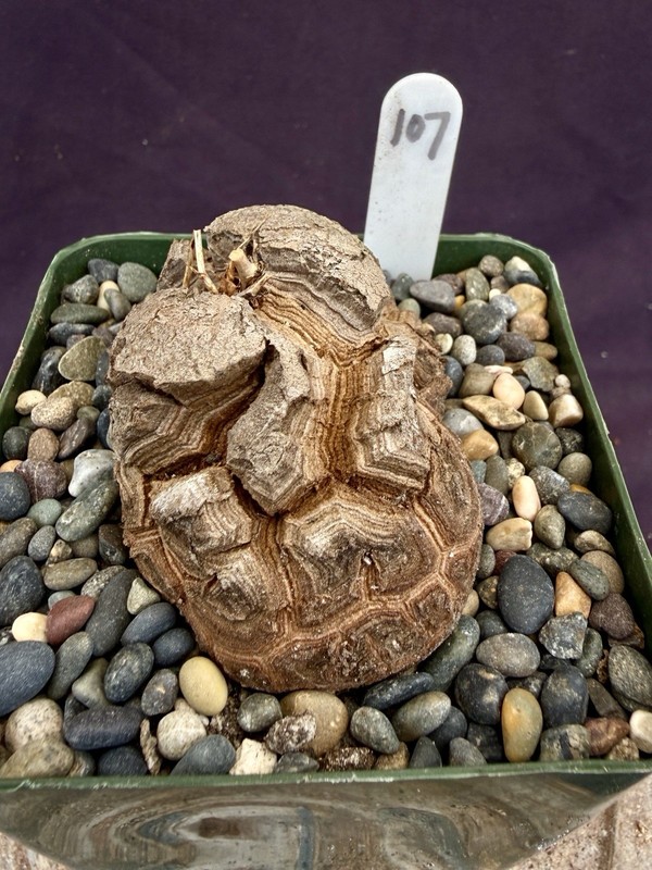 Dioscorea elephantipes-Fresh Seedlings! Gorgeous Caudiciform, Choose Your Fav! gallery