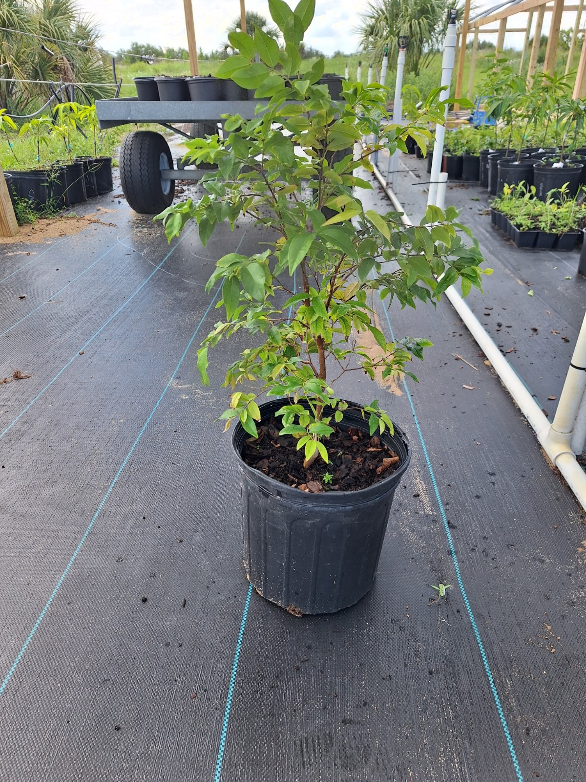 RED Jaboticaba Fruit Tree, Brazilian Grape (Plinia phitrantha) 3GAL gallery