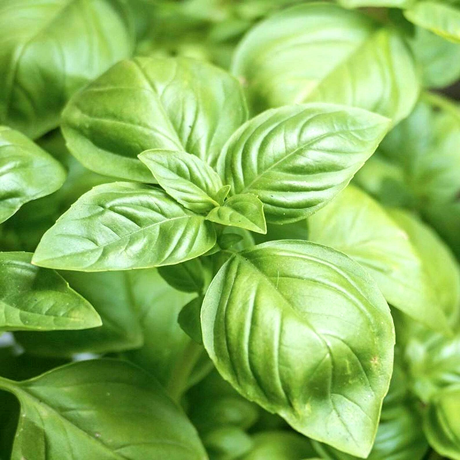3000+ BASIL SEEDS SPRING LARGE LEAF HERB HEIRLOOM GARDEN MOSQUITO REPELLENT USA gallery