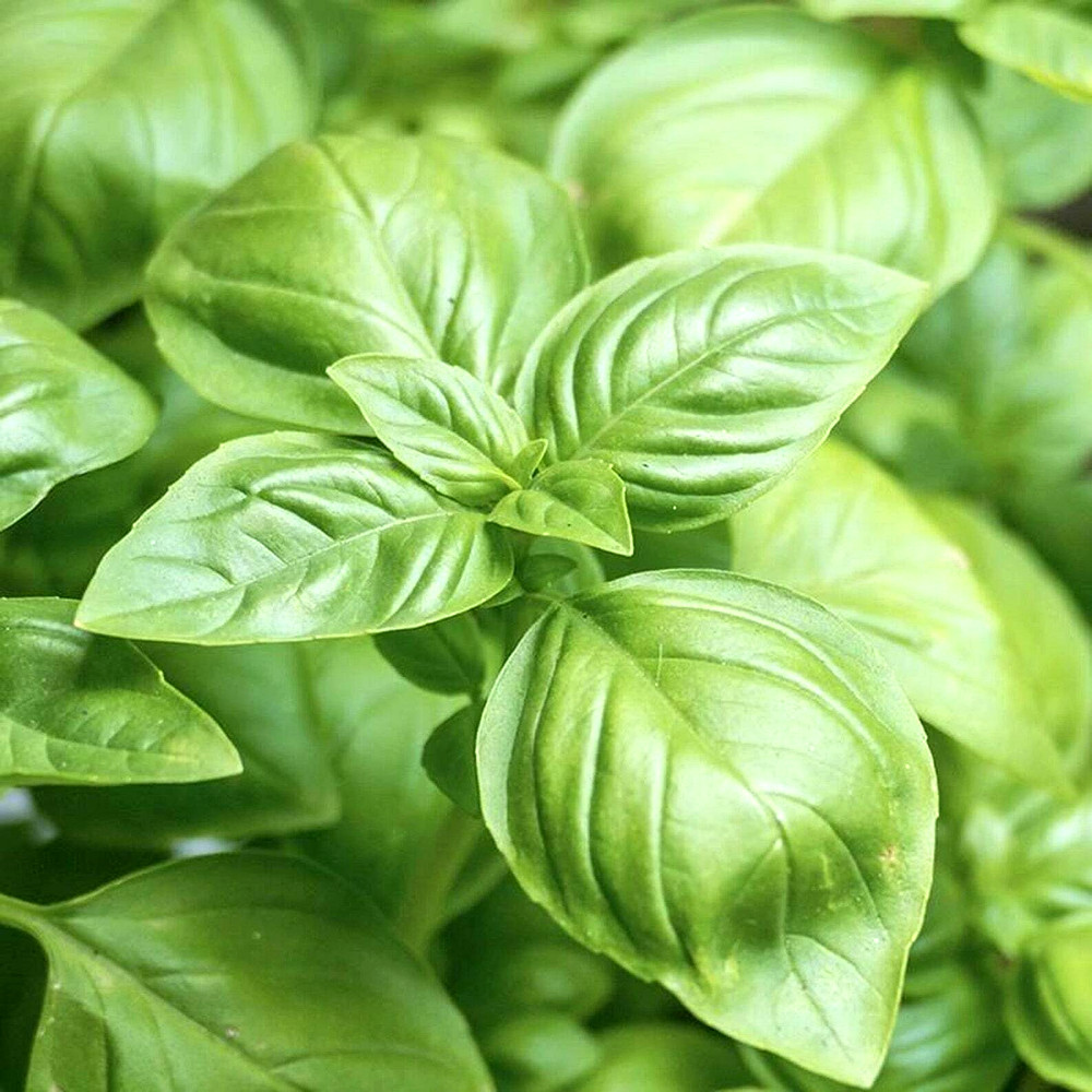3000+ BASIL SEEDS SPRING LARGE LEAF HERB HEIRLOOM GARDEN MOSQUITO REPELLENT USA