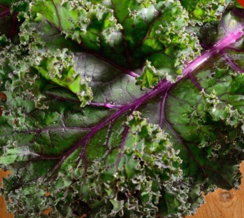 500+ Red Russian Kale Seeds **Fresh Seeds** ~~Free Shipping~~ gallery