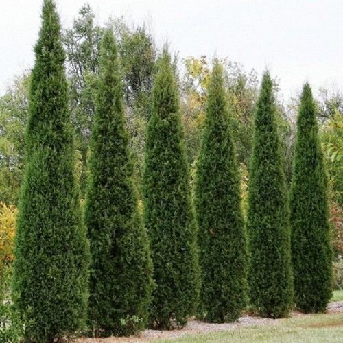 Eastern Red Cedar Tree Seeds (Juniperus virginiana) 25+Seeds gallery