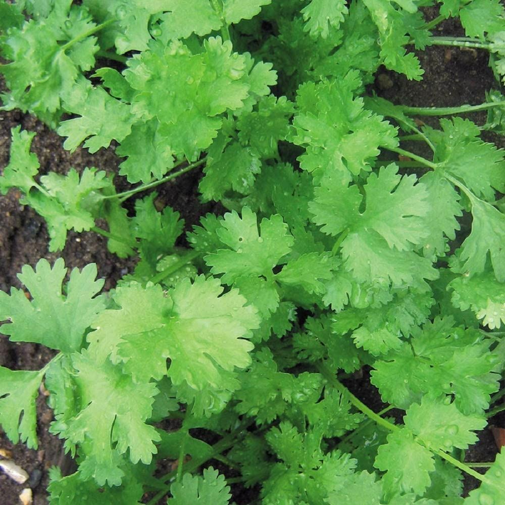 Cilantro Seed for Microgreen Seed Sprouting and Home Gardening. COOL BEANS n SPR gallery