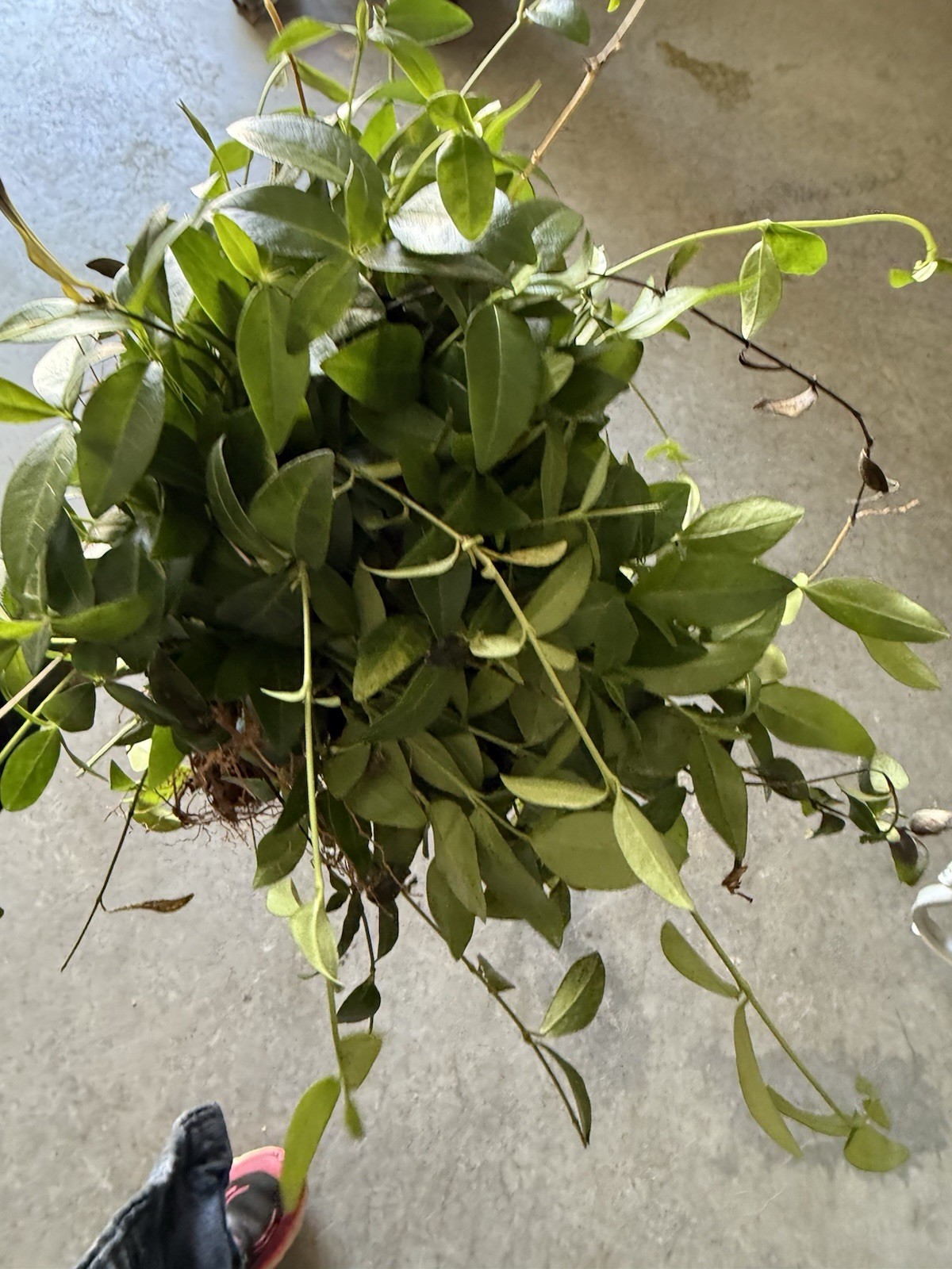 200 Periwinkle Plants Walk on Ground Cover. Vinca Minor. Bare Root Plants gallery