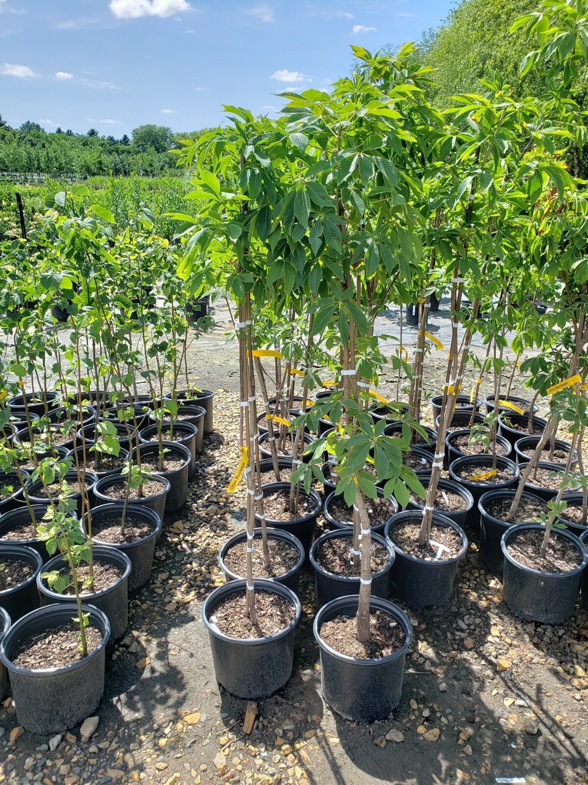 Ohio Buckeye 24'-48" Potted Tree Aesculus glabra #3 Containers gallery