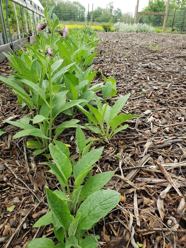 5 organic COMFREY Bocking 14 plants [not just roots] Healthy & Healing Herb gallery