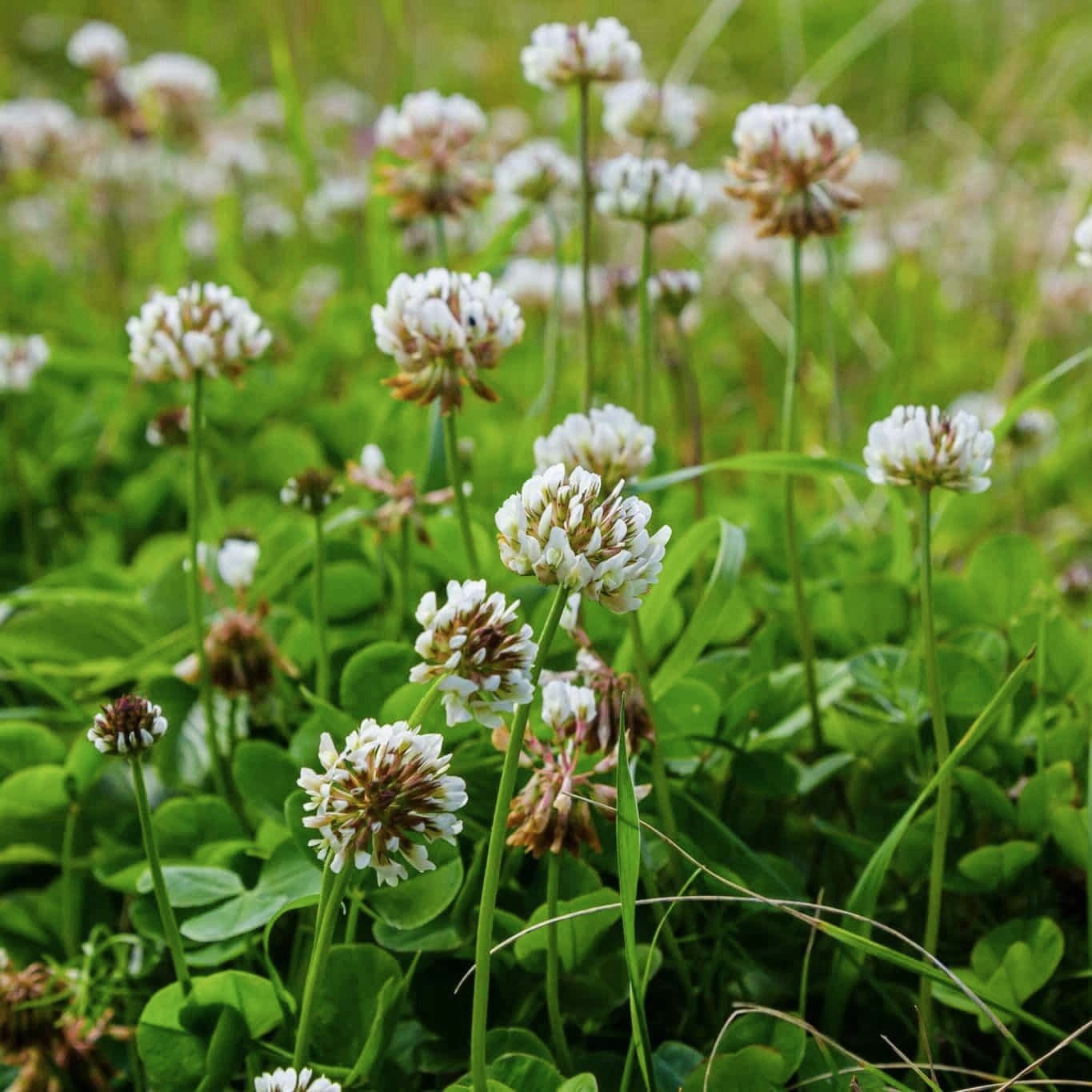 1000+ WHITE DUTCH CLOVER SEEDS - COVER CROP * PERENNIAL LEGUMES* Non-GMO USA gallery