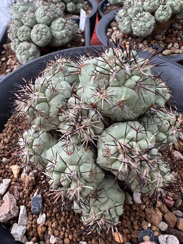 1pc 8.4cm multi-head Ortegocactus macdougallii Selfrooted Emperor Pill WYSIWYG/ gallery