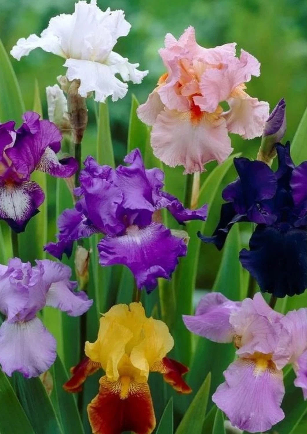 Pretty Imported Bearded Iris Flower Bulbs Multicolor Pack of 5 bulbs gallery