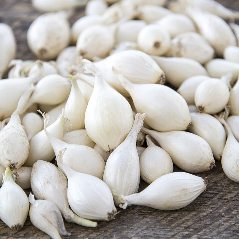 Snowball White Onion Sets (Bulbs) | Day Neutral Onions Seeds 2024 Fast Shipping gallery