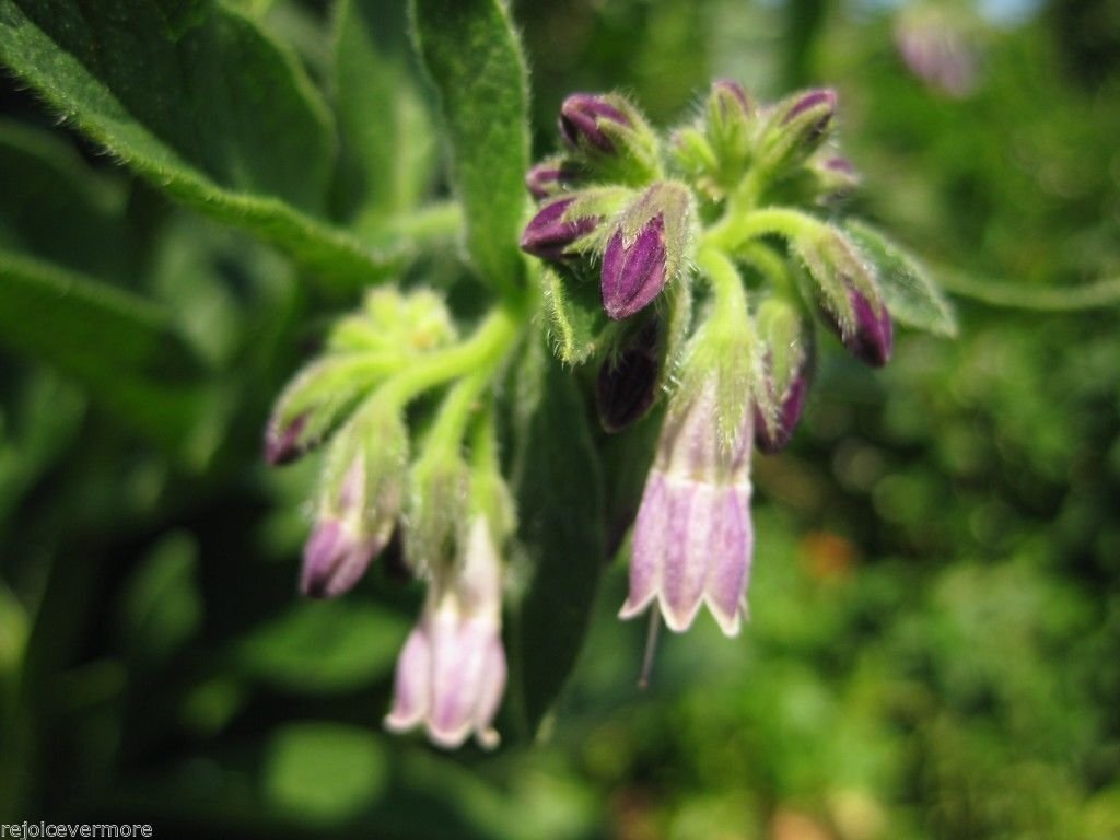 Russian Comfrey Live Root Cuttings - Bocking 4 Cultivar gallery