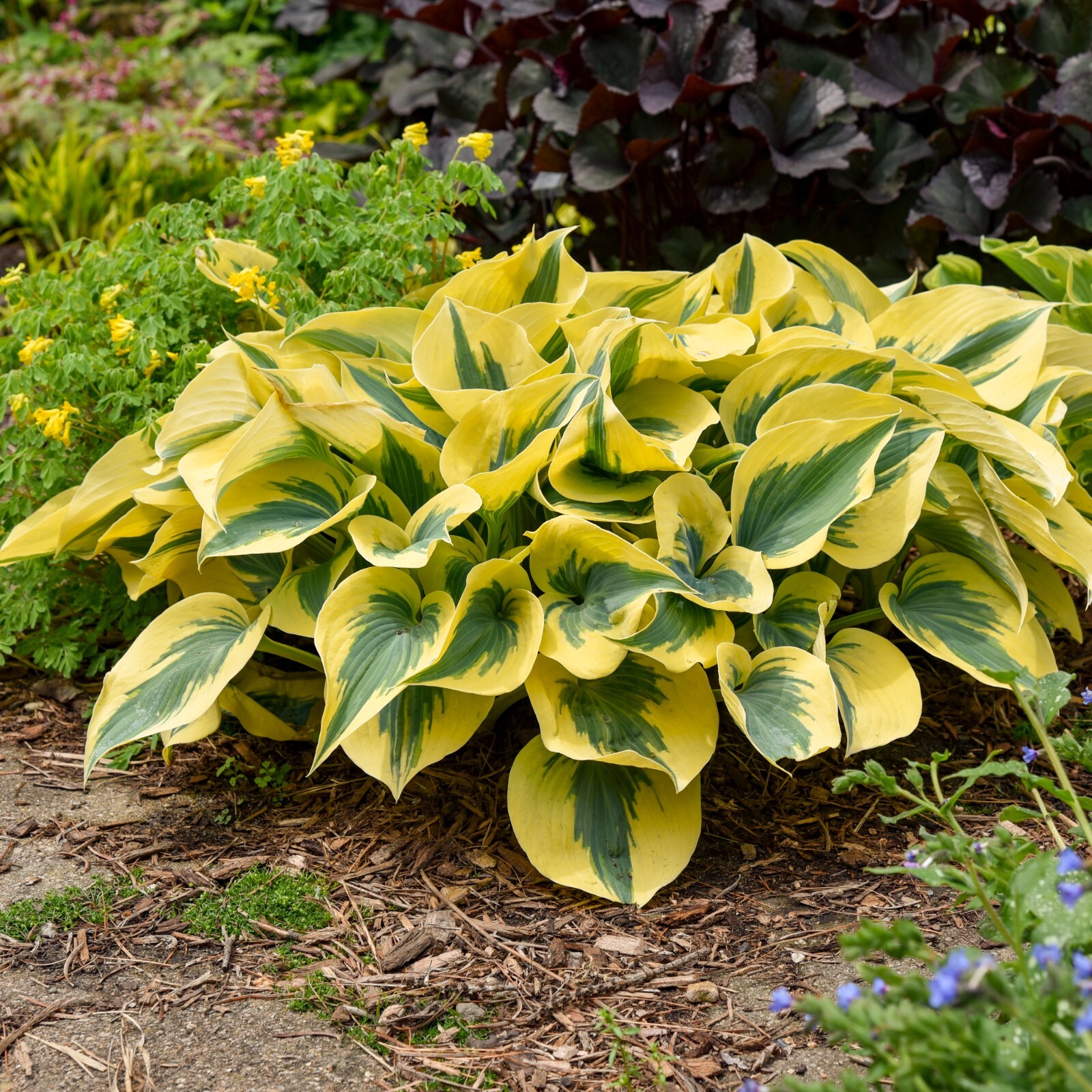 Hosta Shadowlands "Autumn Frost" Proven Winners Rooted 5.25" Pot Perennial Shade gallery