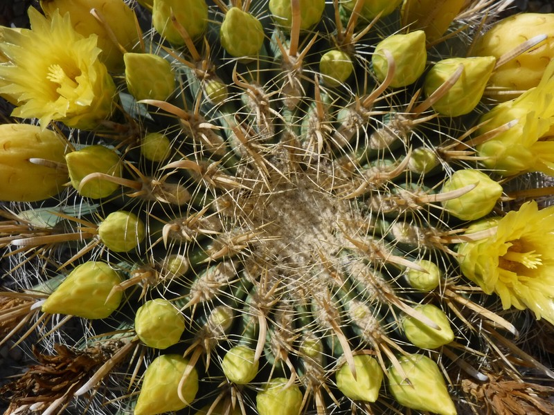 Ferocactus wislizeni "Fishhook Barrel" Cactus YELLOW SPINES/FLOWERS! 5"-6" Wide gallery