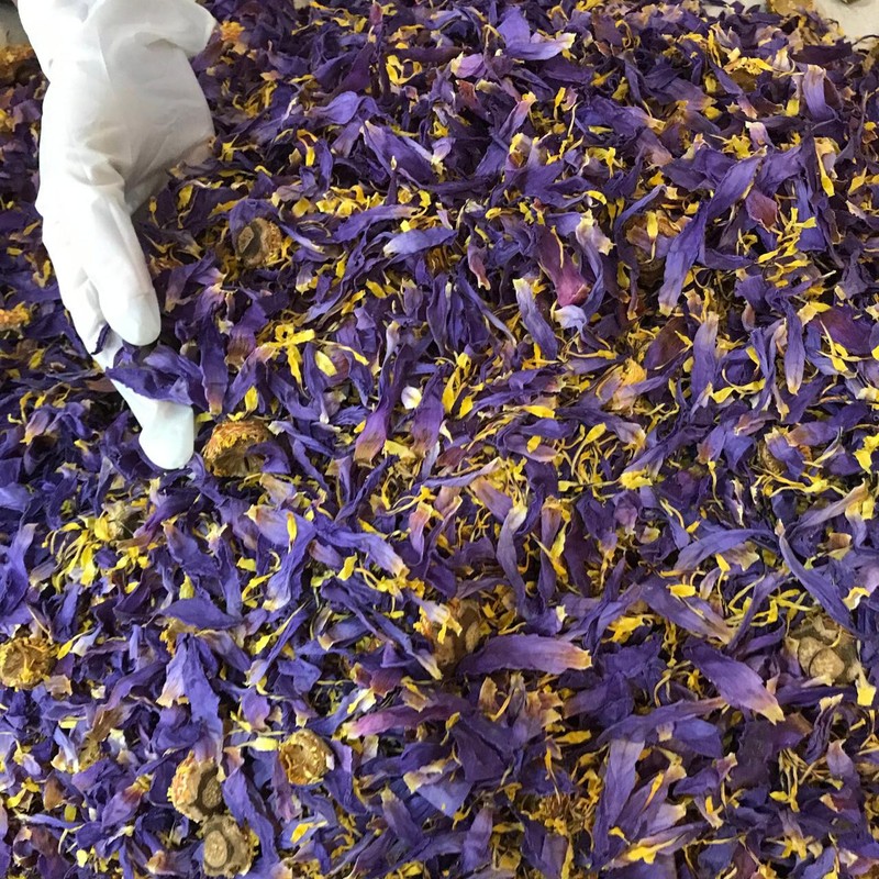 Cut Blue Lotus Dried Flower Nymphaea Caerulea Hand Picked Pure Ceylon Herbal Tea gallery