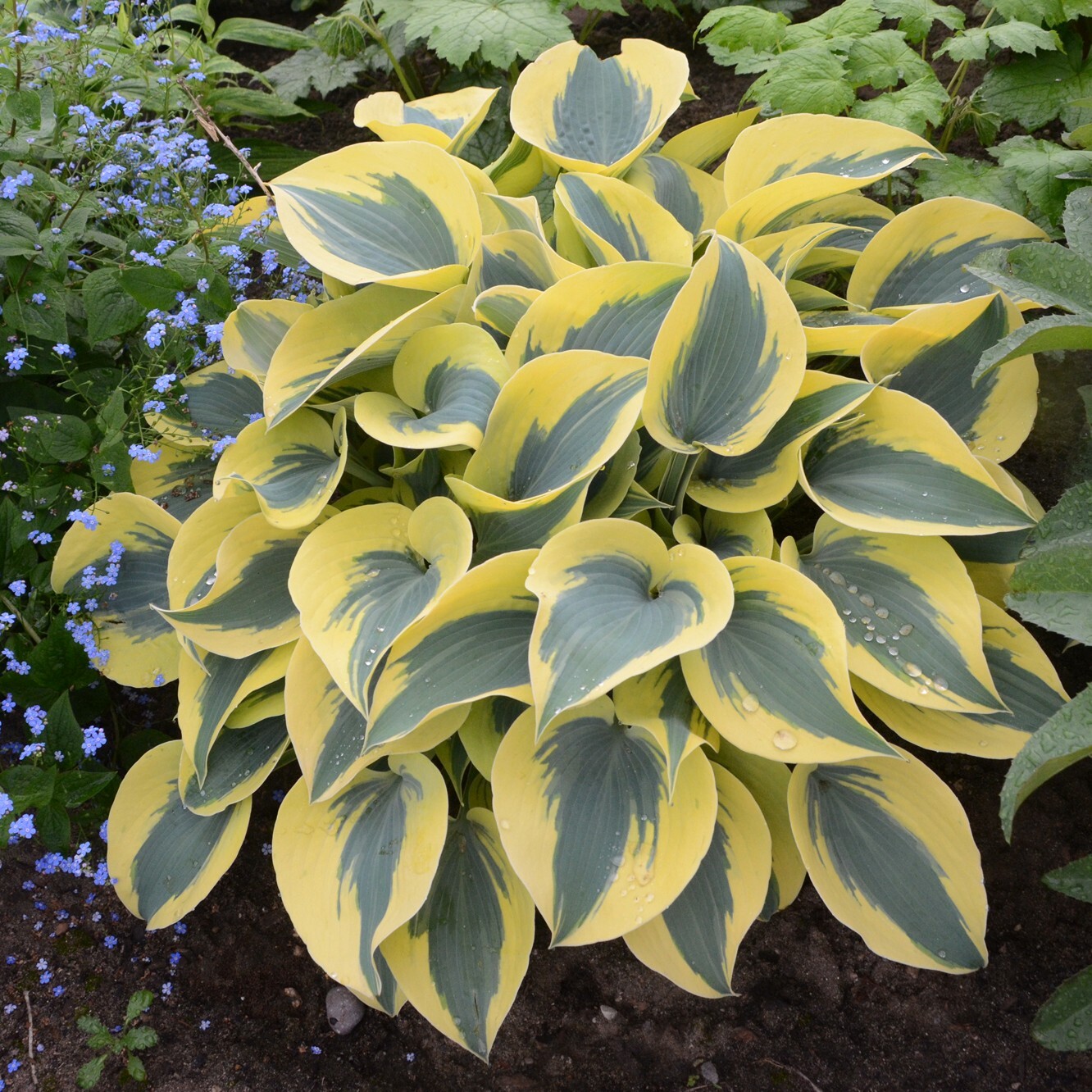 Hosta Shadowlands "Autumn Frost" Proven Winners Rooted 5.25" Pot Perennial Shade gallery