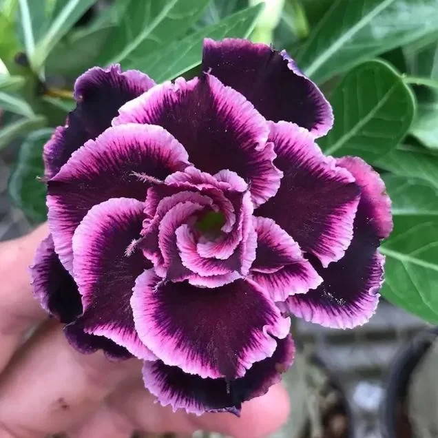 15+ "Twilight Bloom" Adenium obesum – Double White & Purple Desert Rose Seeds gallery