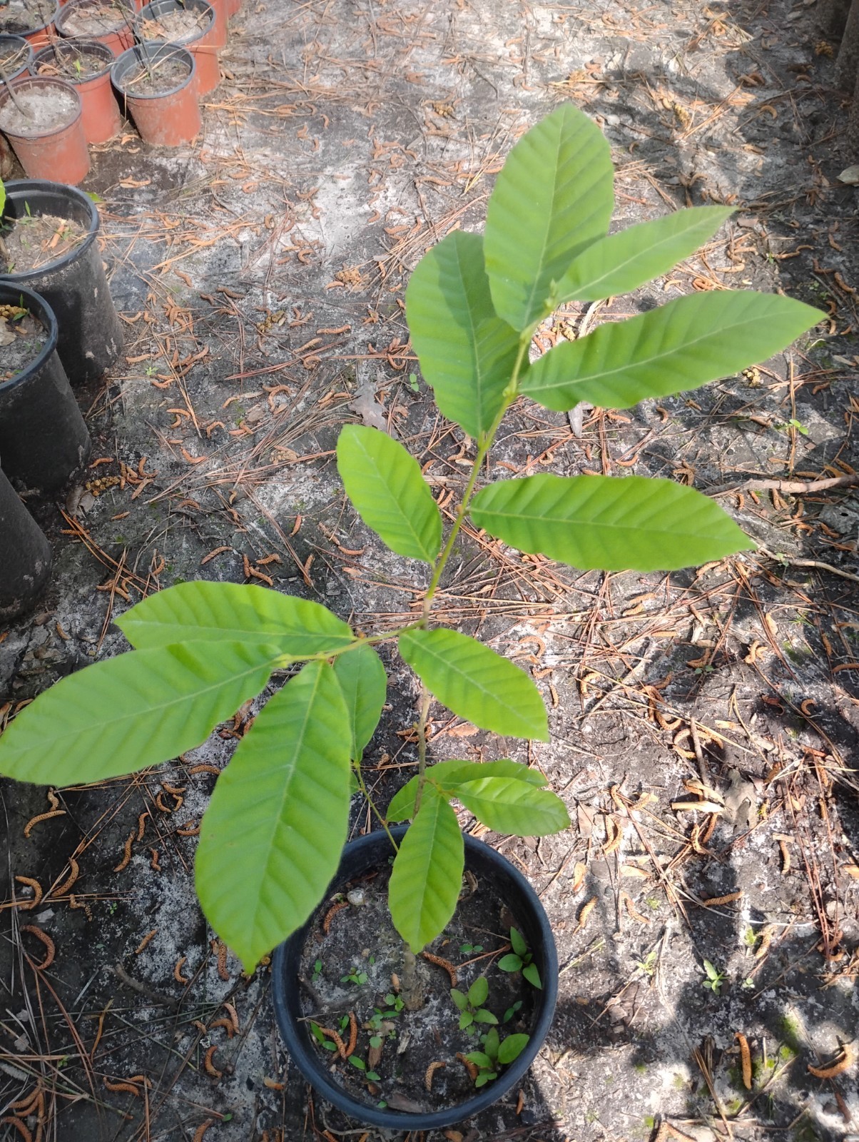 Chinese Chestnut Tree, 1 Gallon Pot. gallery