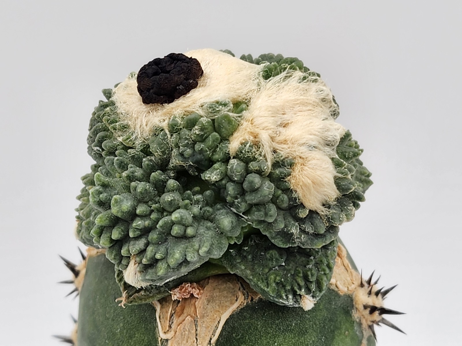 A. f. cv Godzilla Coral - Grafted gallery