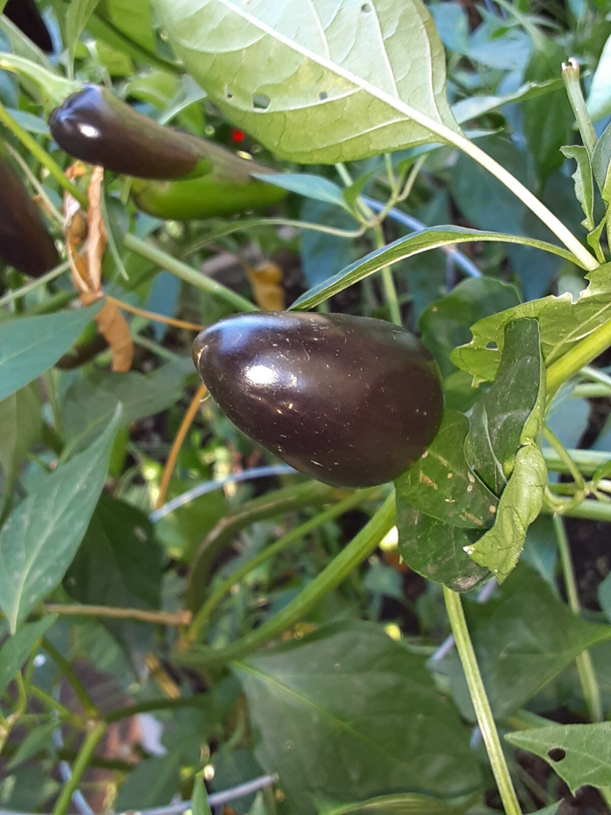 100+ JALAPEÑO PEPPER SEED COMBO PACK PURPLE/ORANGE SPICE/WHITE/TOPS 🥵🥵 gallery