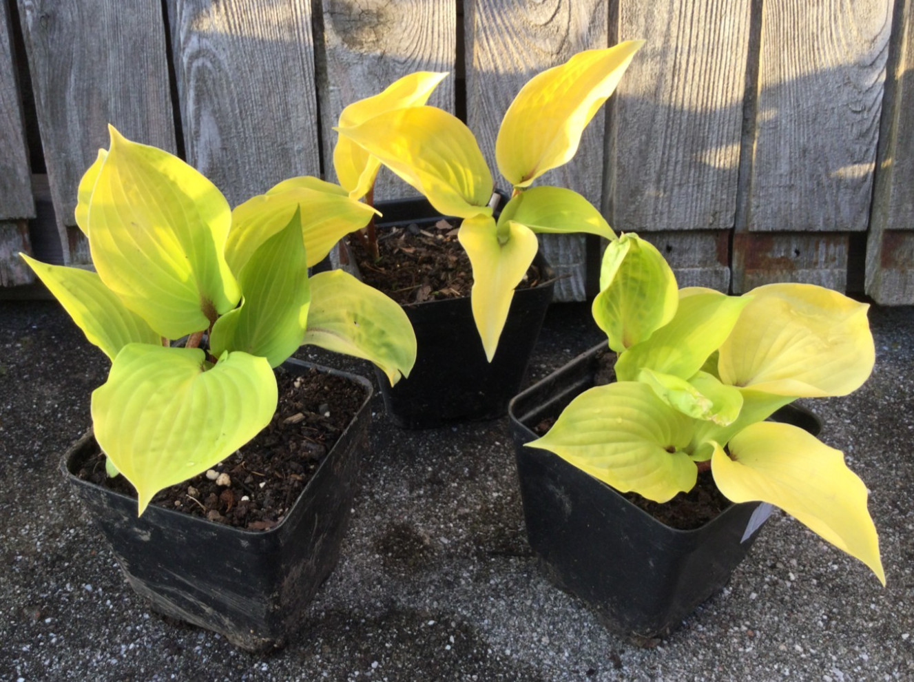 2 Fire Island Hosta Starter Plants -brilliant yellow gold chartreuse green color gallery