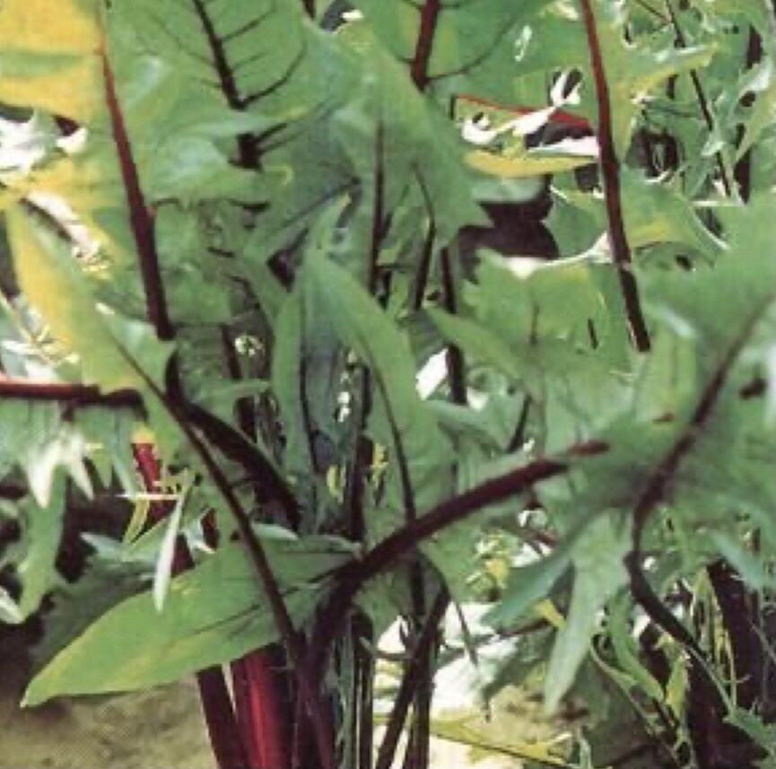 600 Plus Chicory-Italian Dandelion-Non GMO-Open Pollinated. gallery