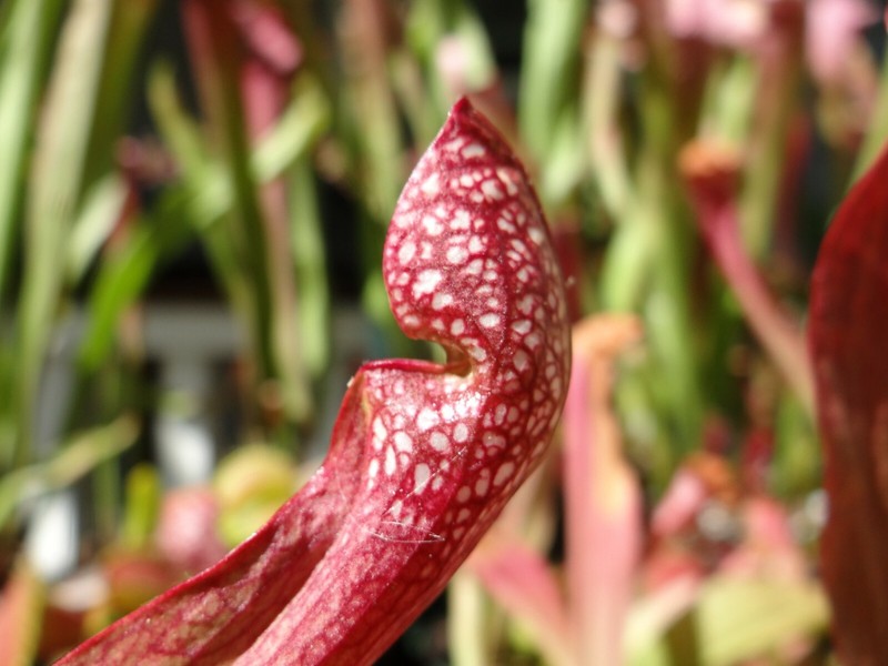 LIVE Carnivorous Pitcher Plant (Sarracenia "Scarlet Belle") Beginner Friendly gallery