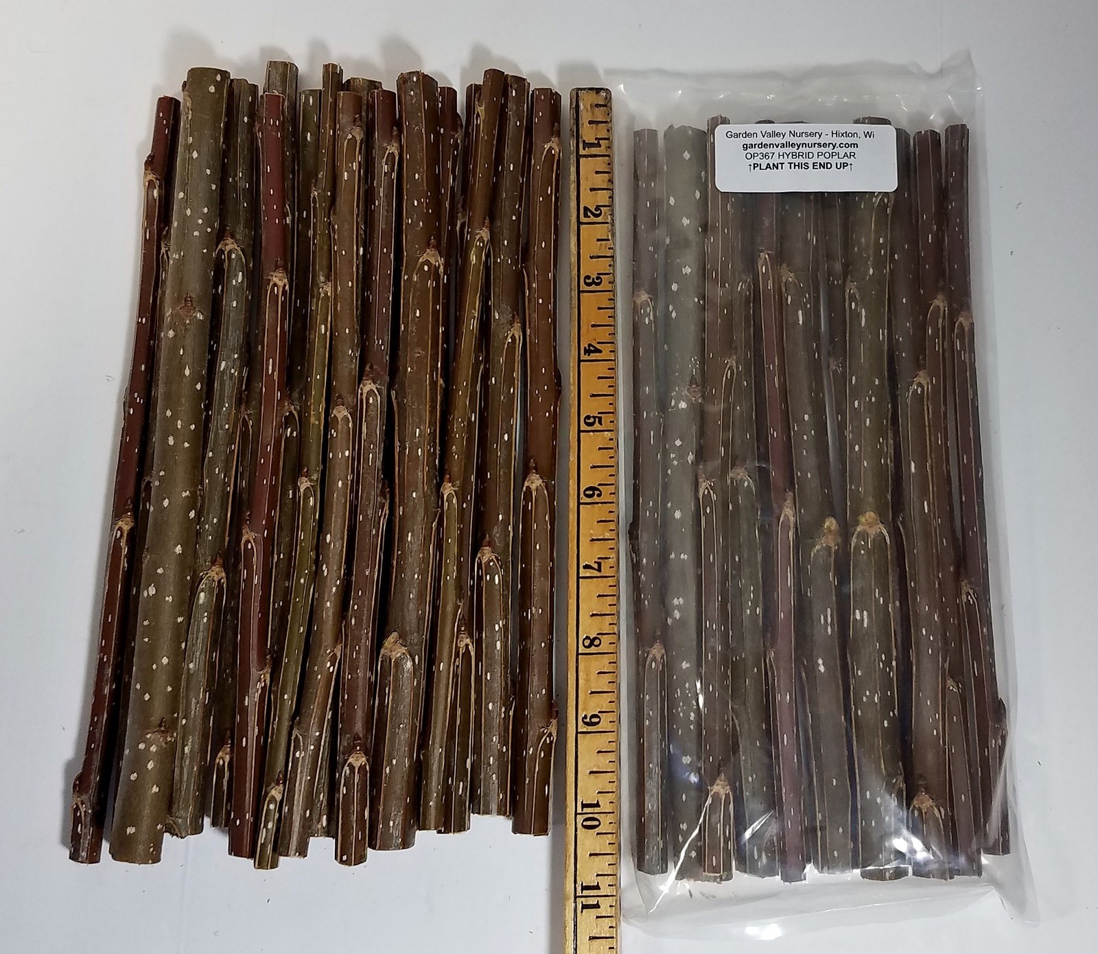 Hybrid Poplar 10" Cuttings OP-367 Fast Growing Shade Trees FREE Shipping! gallery