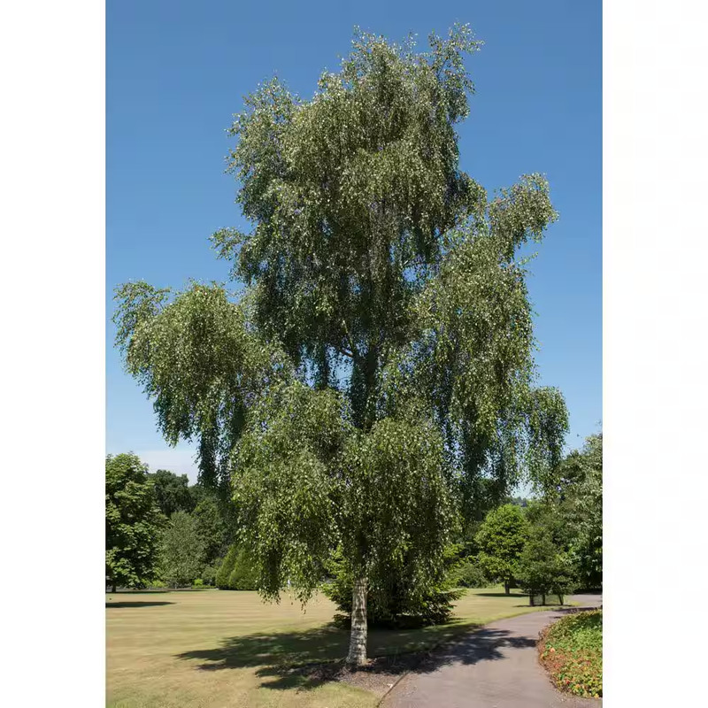Weeping White Birch Tree Bare Root gallery